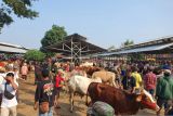 Puskeswan Playen awasi lalu lintas ternak di Pasar Siono