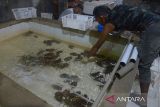 Pelaku usaha  memindahkan lobster laut  (Panulirus spp) dari kolam penampungan saat proses pengiriman untuk pasar domestik dan internasional di Banda Aceh, Aceh, Kamis (13/5/2024). Pemerintah mempersiapkan modeling budi daya  lima komoditas ungulan salah satunya budi daya lobster bekerjasama dengan negara luar yang sudah berkembang di bidang budi daya perikanan guna menghidupkan ekosistem lobster di Indonesia sehingga nantinya dapat  masuk dalam rantai pasok global. ANTARA FOTO/Ampelsa
