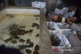 Pelaku usaha melakukan pengepakan  lobster laut  (Panulirus spp)  saat proses pengiriman untuk pasar domestik dan internasional di Banda Aceh, Aceh, Kamis (13/5/2024). Pemerintah mempersiapkan modeling budi daya  lima komoditas ungulan salah satunya budi daya lobster bekerjasama dengan negara luar yang sudah berkembang di bidang budi daya perikanan guna menghidupkan ekosistem lobster di Indonesia sehingga nantinya dapat  masuk dalam rantai pasok global. ANTARA FOTO/Ampelsa