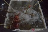 Pelaku usaha  memindahkan lobster laut  (Panulirus spp) dari kolam penampungan saat proses pengiriman untuk pasar domestik dan internasional di Banda Aceh, Aceh, Kamis (13/5/2024). Pemerintah mempersiapkan modeling budi daya  lima komoditas ungulan salah satunya budi daya lobster bekerjasama dengan negara luar yang sudah berkembang di bidang budi daya perikanan guna menghidupkan ekosistem lobster di Indonesia sehingga nantinya dapat  masuk dalam rantai pasok global. ANTARA FOTO/Ampelsa.