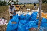 Serapan beras dan gabah petani