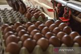 Pekerja mengumpulkan telur ayam yang dikelola oleh BUMDes Bangkit di Desa Darmaraja, Kabupaten Ciamis, Jawa Barat, Jumat (24/5/2024). Kementerian Desa PDTT, mencatat sebanyak 2.420 BUMDes bersama Lembaga Keuangan Desa (LKD) bertransformasi membentuk Unit Pengelola Keuangan (UPK) eks Program Nasional Pemberdayaan Masyarakat (PNPM) dengan mengelola dana sebesar Rp197,8 miliar yang mempekerjakan 1.209 orang. ANTARA FOTO/Adeng Bustomi/agr