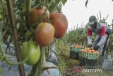 Pekerja memanen tomat di Langensari, Sukaraja, Kabupaten Sukabumi, Jawa Barat, Sabtu (25/5/2024). Badan Pusat Statistik (BPS) mencatat Nilai Tukar Petani (NTP) di Jawa Barat pada April 2024 sebesar 110,40 atau turun sebesar 5,20 persen dibanding bulan sebelumnya yang mencapai 116,45. ANTARA FOTO/Henry Purba/agr
