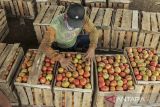 Pekerja menyusun tomat hasil panen di Langensari, Sukaraja, Kabupaten Sukabumi, Jawa Barat, Sabtu (25/5/2024). Badan Pusat Statistik (BPS) mencatat Nilai Tukar Petani (NTP) di Jawa Barat pada April 2024 sebesar 110,40 atau turun sebesar 5,20 persen dibanding bulan sebelumnya yang mencapai 116,45. ANTARA FOTO/Henry Purba/agr