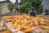 Harga jagung ditingkat petani stabil Rp3.700 per kilogram