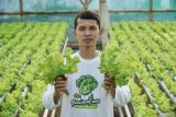 Petani milenial Arif Hermawan meperlihatkan selada air di green House miliknya yang ditanam menggunakan metode hidroponik di Lumajang, Jawa Timur, Sabtu (25/5/2024). Petani milenial menggunakan teknologi hidroponik untuk menanam sayuran di lahan seluas 20x11 meter persegi yang mampu memproduksi 2 kwintal sayur per 40 hari dengan pendapatan sedikitnya Rp6 juta. Antara Jatim/Irfan Sumanjaya/mas.