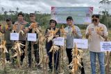 OJK Kalteng: Ketapang Gaya bantu perekonomian di Gunung Mas