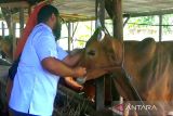 DPKP Kotim periksa kesehatan hewan kurban jelang Idul Adha