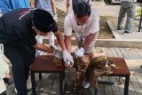 Fakultas Peternakan UGM melatih juru sembelih hewan jelang Idul Adha