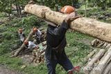 Pekerja mengangkut kayu jati gelondongan di Tempat Penimbunan Kayu (TPK) Randegan, Kota Banjar, Jawa Barat, Senin (27/5/2024). Perum Perhutani Kesatuan Pemangkuan Hutan (KPH) Ciamis telah tebang habis dan tebang pemeliharaan kayu jati dan mohani seluas 899,73 hektare dari jumlah kawasan milik KPH Ciamis seluas 29,5 ribu hektare. ANTARA FOTO/Adeng Bustomi/agr