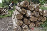 Pekerja mengangkut kayu jati gelondongan di Tempat Penimbunan Kayu (TPK) Randegan, Kota Banjar, Jawa Barat, Senin (27/5/2024). Perum Perhutani Kesatuan Pemangkuan Hutan (KPH) Ciamis telah tebang habis dan tebang pemeliharaan kayu jati dan mohani seluas 899,73 hektare dari jumlah kawasan milik KPH Ciamis seluas 29,5 ribu hektare. ANTARA FOTO/Adeng Bustomi/agr