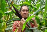 Biofortifikasi tanaman jagung, inovasi dosen FP Unila atasi stunting