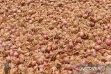 Petani bawang merah di Temanggung raup ratusan juta rupiah