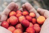 Berikut tujuh manfaat buah leci untuk kesehatan
