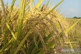 Produktivitas padi di Kota Cirebon capai 5-6 ton per hektare