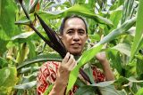 Dosen Unila lakukan biofortifikasi untuk tingkatkan kandungan gizi jagung