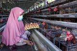 Peternak memanen telur ayam di sentra peternakan ayam petelur di Banyuwangi, Jawa Timur, Selasa (28/5/2024). Pemerintah daerah setempat memberikan pendampingan kepada peternak sebagai upaya meningkatkan produksi telur ayam untuk memenuhi kebutuhan pasar.  Antara Jatim/Budi Candra Setya/mas.