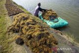 Potensi nilai tambah rumput laut