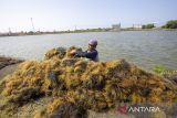 Petambak memanen rumput laut di Desa Pabean Udik, Indramayu, Jawa Barat, Rabu (29/5/2024). Kementerian Kelautan Perikanan (KKP) menghitung potensi nilai tambah hilirisasi rumput laut mencapai angka 11,8 miliar dolar AS atau setara Rp 182 triliun. ANTARA FOTO/Dedhez Anggara/agr