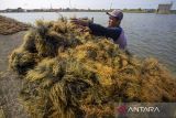 Petambak memanen rumput laut di Desa Pabean Udik, Indramayu, Jawa Barat, Rabu (29/5/2024). Kementerian Kelautan Perikanan (KKP) menghitung potensi nilai tambah hilirisasi rumput laut mencapai angka 11,8 miliar dolar AS atau setara Rp 182 triliun. ANTARA FOTO/Dedhez Anggara/agr