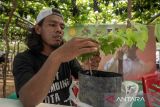 Bimtek Penerapan Teknologi Budidaya Anggur di Palu