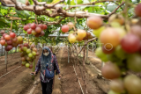 Target pengurangan impor buah anggur