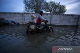 Banjir rob di pesisir Indramayu