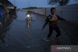 Warga menerobos banjir rob atau air laut pasang di Desa Karangsong, Indramayu, Jawa Barat, Sabtu (1/6/2024). Banjir rob tersebut mengakibatkan puluhan rumah warga di pesisir pantai terendam setinggi 60-90 centimeter dan membuat aktivitas warga terhambat. ANTARA FOTO/Dedhez Anggara/agr
