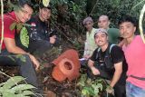 Bunga rafflesia mekar sempurna di Matur Agam Sumbar