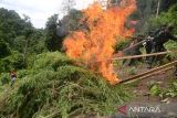 Personil Badan Narkotika Nasional (BNN) provinsi Aceh bersama TNI dan Polri membakar tanaman ganja saat pemusnahan di kawasan pegunungan Seulawah,  desa Indrapuri, Kabupaten Aceh Besar, Aceh, Sabtu (1/6/2024). Dalam operasi tersebut, BNN  menemukan seluas 2,5 hektare tanaman ganja siap panen berumur sekitar tiga bulan  yang  kemudian dimusnahkan dengan cara dibakar , sedangkan pemilik tanaman ganja tersebut tidak berhasil ditangkap. ANTARA FOTO/Ampelsa.