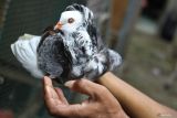 Peternak memeriksa kesehatan bulu merpati hias jenis Black Nun yang dibudidayakan di kandang Fid Pigeon Farm, Malang, Jawa Timur, Senin (3/6/2024). Hasil budi daya berupa anakan merpati hias jenis Felegyzer Tumbler, Old Dutch Capuchine serta Black nun tersebut dijual ke berbagai kota di Indonesia sebagai hewan peliharaan dan satwa kontes melalui media sosial dengan harga Rp500 ribu hingga Rp15juta per ekor tergantung kualitas. Antara Jatim/Ari Bowo Sucipto/um 