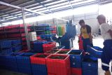 TPST modern ditarget bisa produksi maggot satu ton sekali panen