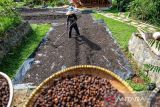 Buruh tani menjemur biji kopi puntang di Kaki Gunung Puntang, Kabupaten Bandung, Jawa Barat, Selasa (4/6/2022). Petani kopi di Gunung Puntang menyebutkan, harga biji kopi di Gunung Puntang naik menjadi Rp100.000 atau naik sebesar 30 persen dibandingkan Juni tahun lalu yang hanya Rp80.000 akibat meningkatnya permintaan dari berbagai kota di Indonesia. ANTARA FOTO/Raisan Al Farisi /agr