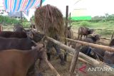 Harga sapi kurban di Makassar naik jelang Idul Adha