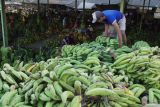 Pekerja menata pisang di bak truk di Pasar Gedang, Lumajang, Jawa Timur, Senin (3/6/2024). Kementerian Pertanian mendorong pengembangan tiga komoditas hortikultura (pisang, manggis, dan kentang) di kawasan tersebut melalui program pengembangan hortikultura pertanian di lahan kering atau Horticulture Development Dryland Area Project (HDDAP) dengan tujuan untuk meningkatkan kualitas budi daya, pengolahan hasil, serta memperluas akses pasar dan potensi ekspor di wilayah itu. Antara Jatim/Irfan Sumanjaya/mas.