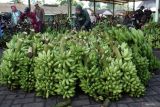 Warga memilih pisang untuk dibeli di Pasar Gedang, Lumajang, Jawa Timur, Senin (3/6/2024). Kementerian Pertanian mendorong pengembangan tiga komoditas hortikultura (pisang, manggis, dan kentang) di kawasan tersebut melalui program pengembangan hortikultura pertanian di lahan kering atau Horticulture Development Dryland Area Project (HDDAP) dengan tujuan untuk meningkatkan kualitas budi daya, pengolahan hasil, serta memperluas akses pasar dan potensi ekspor di wilayah itu. Antara Jatim/Irfan Sumanjaya/mas.