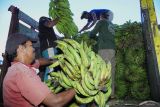 Pekerja menata pisang di bak truk di Pasar Gedang, Lumajang, Jawa Timur, Senin (3/6/2024). Kementerian Pertanian mendorong pengembangan tiga komoditas hortikultura (pisang, manggis, dan kentang) di kawasan tersebut melalui program pengembangan hortikultura pertanian di lahan kering atau Horticulture Development Dryland Area Project (HDDAP) dengan tujuan untuk meningkatkan kualitas budi daya, pengolahan hasil, serta memperluas akses pasar dan potensi ekspor di wilayah itu. Antara Jatim/Irfan Sumanjaya/mas.