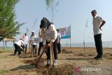 BPN Batang tanam 100 bibit pohon cemara di Pantai Kuripan