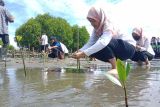 Polewali Mandar tanam 150 batang mangrove