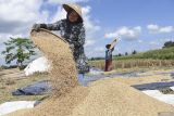 Harga gabah di daerah ini tembus Rp7.500 per kilogram