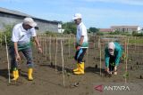 Sejumlah Hakim Pengandilan Negeri Banda Aceh bersama mahasiswa, Dinas Kelautan dan Perikanan serta  masyarakat menanam bibit manggrove di kawasan Pelabuhan Perikanan Samudera , Banda Aceh, Aceh, Jumat (7/6/2024). Aksi kolaborasi penanaman bibit mangrove sebanyak  2000 batang tersebut merupakan rangkaian peringatan  hari lingkungan hidup sedunia dengan tema , 