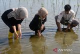 Sejumlah mahasiswa bersama Hakim Pengandilan Negeri Banda Aceh, Dinas Kelautan dan Perikanan serta  masyarakat menanam bibit manggrove di kawasan Pelabuhan Perikanan Samudera , Banda Aceh, Aceh, Jumat (7/6/2024). Aksi kolaborasi penanaman bibit mangrove sebanyak  2000 batang tersebut merupakan rangkaian peringatan  hari lingkungan hidup sedunia dengan tema , 