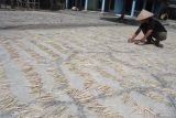Seorang perajin menjemur tusuk sate di Desa Curahlele, Balung, Jember, Jawa Timur, Sabtu (8/6/2024). Menjelang  Hari Raya Idul Adha 1445 Hijriah produksi tusuk sate berbahan bambu naik dari 5 kuintal menjadi 1,7 ton per minggu dengan harga jual Rp2.500 per 125 batang, dan dipasarkan secara daring (online). Antara Jatim/Seno/um