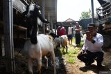 Calon pembeli memilih kambing yang ditawarkan untuk hewan kurban di tempat usaha peternakan dan penjualan kambing kurban di Jatisari, Kabupaten Madiun, Jawa Timur, Senin (10/6/2024). Tempat usaha peternakan tersebut menyediakan sekitar 300 ekor kambing dan domba untuk ditawarkan dengan harga kambing Rp2,5 juta hingga Rp4 juta per ekor, dan domba dengan harga Rp2 juta hingga Rp4 juta per ekor untuk keperluan kurban pada Hari Raya Idul Adha 1445 H mendatang. Antara Jatim/Siswowidodo/um