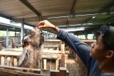 Pekerja berinteraksi dengan kambing yang ditawarkan untuk hewan kurban di tempat usaha peternakan dan penjualan kambing kurban di Jatisari, Kabupaten Madiun, Jawa Timur, Senin (10/6/2024). Tempat usaha peternakan tersebut menyediakan sekitar 300 ekor kambing dan domba untuk ditawarkan dengan harga kambing Rp2,5 juta hingga Rp4 juta per ekor, dan domba dengan harga Rp2 juta hingga Rp4 juta per ekor untuk keperluan kurban pada Hari Raya Idul Adha 1445 H mendatang. Antara Jatim/Siswowidodo/um