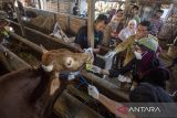 Dokter hewan dari Dinas Ketahanan Pangan dan Pertanian (DKPP) Indramayu memeriksa kondisi hewan kurban di Indramayu, Jawa Barat, Senin (10/6/2024). Pemeriksaan ante mortem hewan kurban tersebut dilakukan untuk menjamin kelayakan dan kesehatan medis hewan kurban untuk dikonsumsi dagingnya serta mengetahui usia hewan yang layak untuk kurban. ANTARA FOTO/Dedhez Anggara/agr