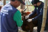Tim vaksinator menyuntikkan antibiotik dan vitamin pada hewan kurban di Kawasan Buduran, Sidoarjo, Jawa Timur, Selasa (11/6/2024). Penyuntikan itu untuk menjaga kesehatan hewan dan mencegah terjadinya wabah penyakit kuku dan mulut (PMK) menjelang hari raya kurban. Antara Jatim/Umarul Faruq/mas