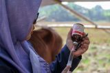 Tim vaksinator menyiapkan antibiotik dan vitamin untuk disuntikkan pada hewan kurban di Kawasan Buduran, Sidoarjo, Jawa Timur, Selasa (11/6/2024). Penyuntikan itu untuk menjaga kesehatan hewan dan mencegah terjadinya wabah penyakit kuku dan mulut (PMK) menjelang hari raya kurban. Antara Jatim/Umarul Faruq/mas