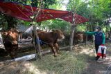 Tim vaksinator menyemprotkan disinfektan pada hewan kurban di Kawasan Buduran, Sidoarjo, Jawa Timur, Selasa (11/6/2024). Penyemprotan disinfektan itu untuk menjaga kesehatan hewan dan mencegah terjadinya wabah penyakit kuku dan mulut (PMK) menjelang hari raya kurban. Antara Jatim/Umarul Faruq/mas