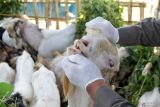 Tim vaksinator memeriksa mulut hewan kurban di Kawasan Buduran, Sidoarjo, Jawa Timur, Selasa (11/6/2024). Pemeriksaan dilakukan untuk memastikan hewan kurban bebas dari penyakit dan memenuhi syarat usia hewan serta tidak cacat sesuai ketentuan kelayakan hewan kurban. Antara Jatim/Umarul Faruq/mas